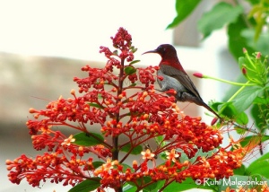 Red Crimson Sunbird